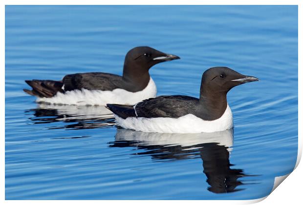 Two Thick-Billed Murres at Sea Print by Arterra 