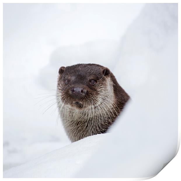 River Otter in the Snow in Winter Print by Arterra 