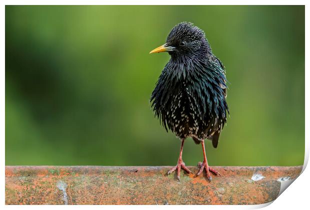 Starling on Roof Print by Arterra 