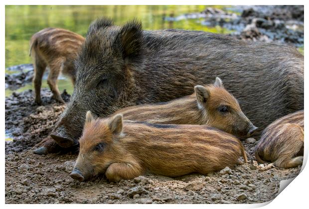 Wild Boar Sow with Piglets Print by Arterra 