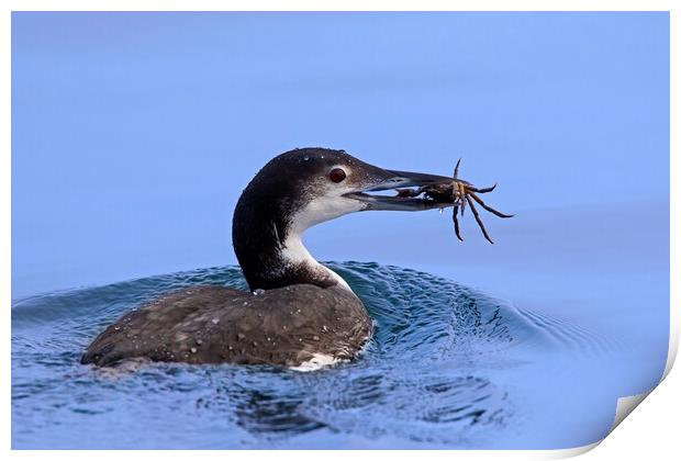 Common Loon with Crab Print by Arterra 