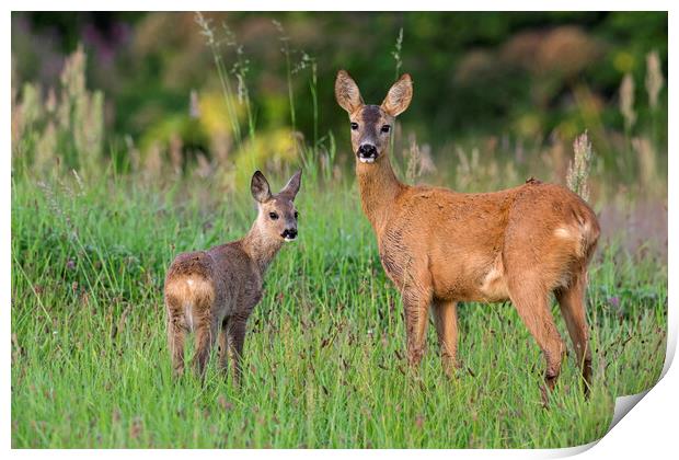 Roe Deer with Fawn Print by Arterra 