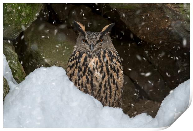 Eurasian Eagle Owl in Winter Print by Arterra 