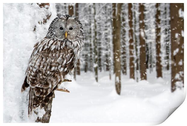 Ural Owl in the Snow in Winter Print by Arterra 