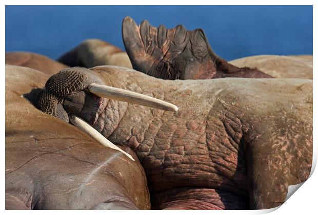 Sleeping Walrus Print by Arterra 
