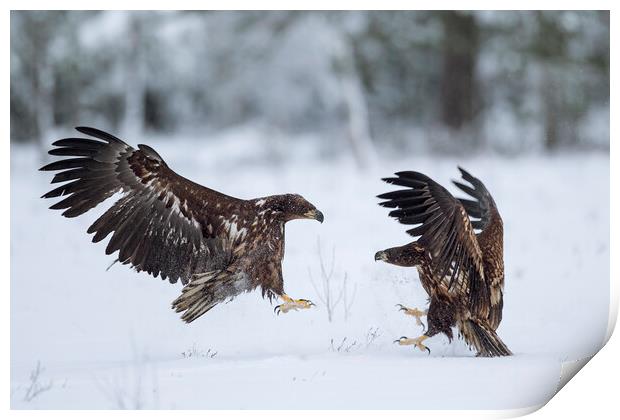 Two Fighting White-Tailed Eagles in winter Print by Arterra 
