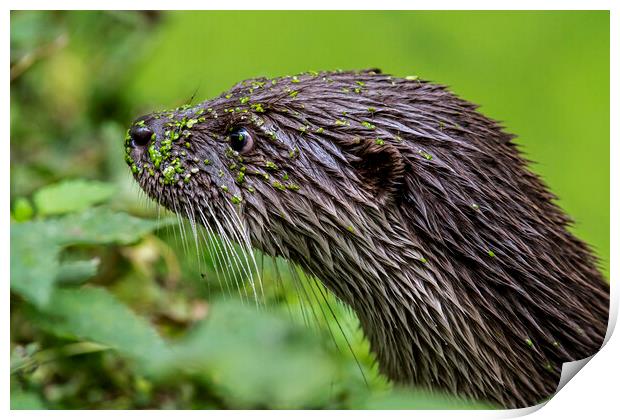 River Otter Covered in Duckweed Print by Arterra 