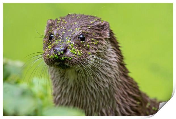 River Otter Close Up Print by Arterra 