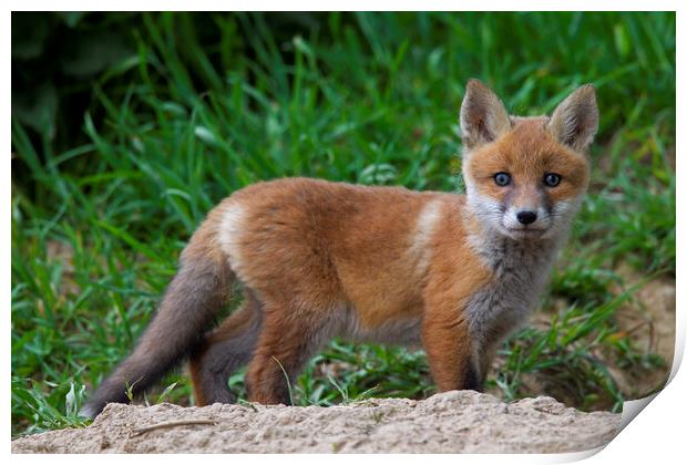 Red Fox Cub Print by Arterra 