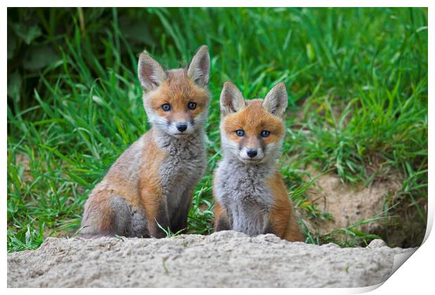 Two Red Fox Kits at Den Print by Arterra 