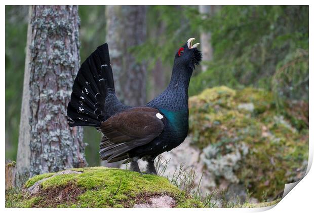 Western Capercaillie Calling in Woodland Print by Arterra 
