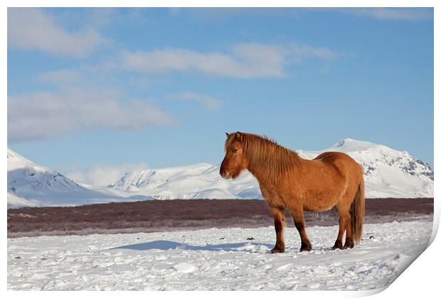 Icelandic Horse in Winter Print by Arterra 