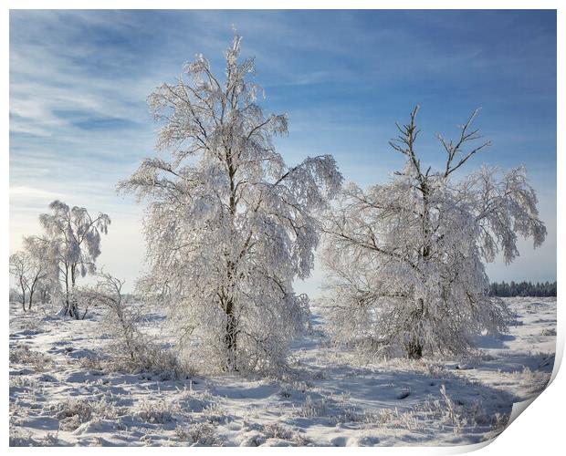 Birch Trees Covered in Frost Print by Arterra 