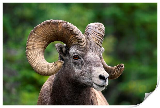 Bighorn Sheep Ram Print by Arterra 