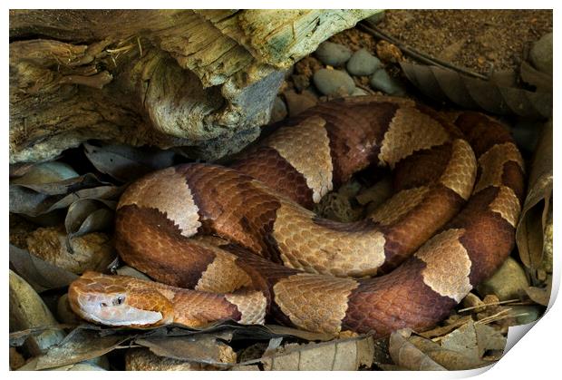 Broad-Banded Copperhead Print by Arterra 