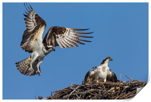 Osprey Landing on Nest Print by Arterra 