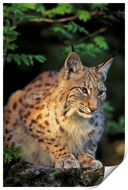 Eurasian Lynx Print by Arterra 