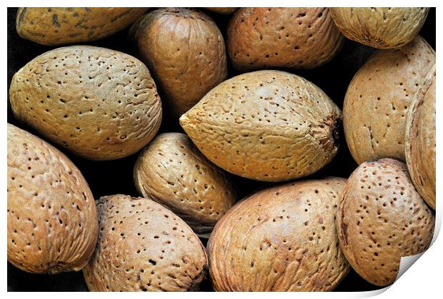 Almond Nuts Print by Arterra 
