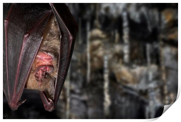 Greater Horseshoe Bat in Cave Print by Arterra 