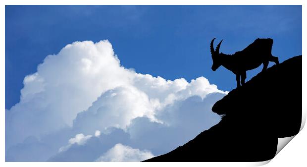 Silhouette of Alpine Ibex Print by Arterra 