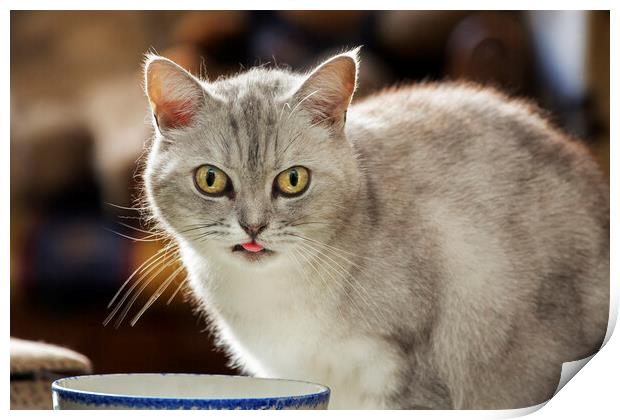 British Shorthair Cat Drinking Milk Print by Arterra 