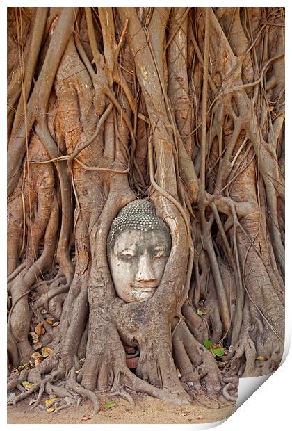 Buddha Head Embedded in Tree Roots at Wat Mahathat in Thailand Print by Arterra 
