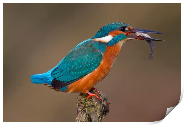 Common Kingfisher with Fish Print by Arterra 
