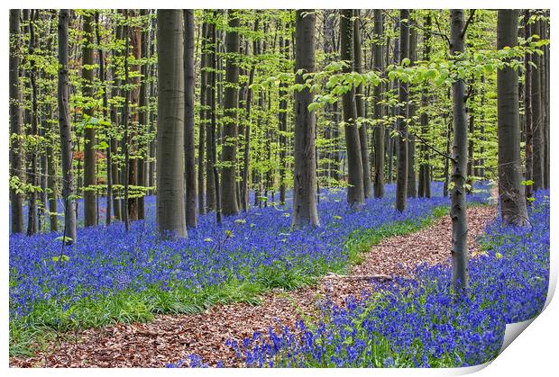 Path in Beech Forest with Bluebells Print by Arterra 