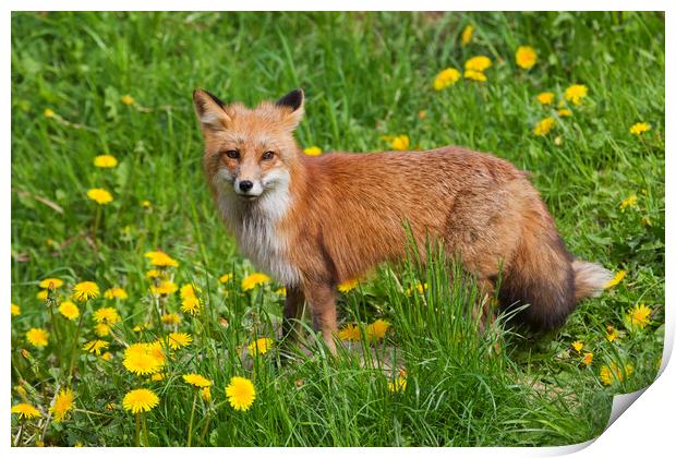 Red Fox in Meadow with Wildflowers Print by Arterra 