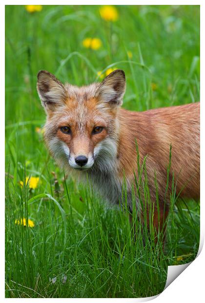 Red Fox in Meadow Print by Arterra 