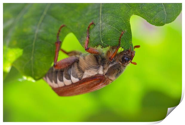 Common Cockchafer  Print by Arterra 