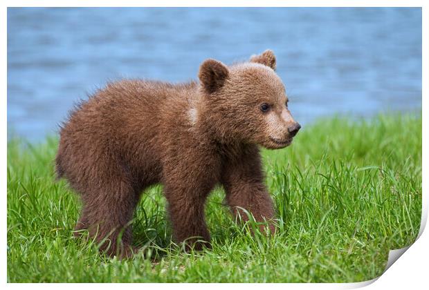 Brown Bear Cub on Riverbank Print by Arterra 