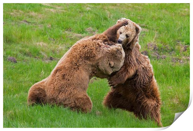 Fighting Brown Bears Print by Arterra 
