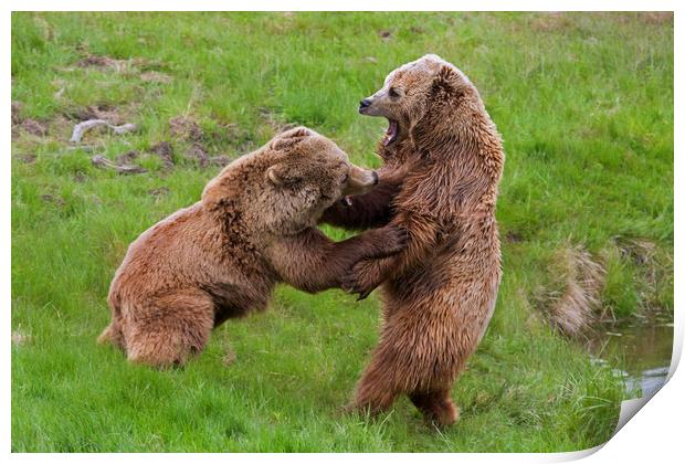 Bear Fight Print by Arterra 