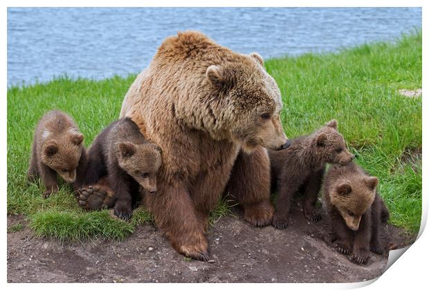 Brown Bear with Cubs Print by Arterra 