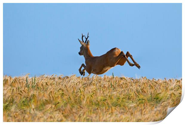 Roe Deer Fleeing Print by Arterra 
