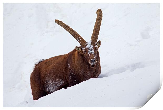 Alpine Ibex in Deep Snow in Winter Print by Arterra 
