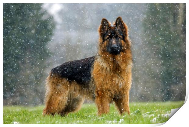 German Shepherd Dog in the Snow Print by Arterra 