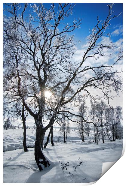 Frost covered Birch Trees Print by Arterra 