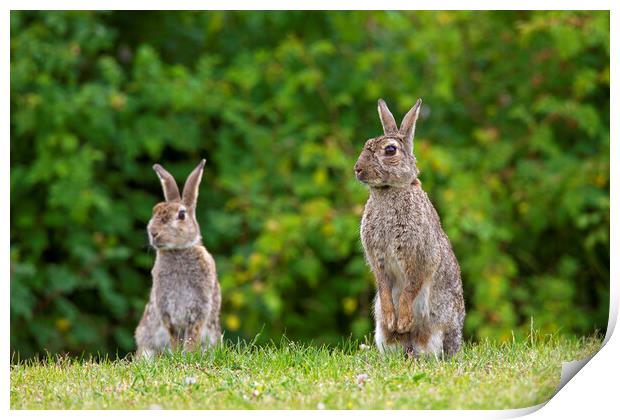 Two Curious Rabbits in Field Print by Arterra 