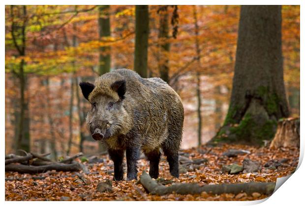 Wild boar in Ardennes Forest Print by Arterra 