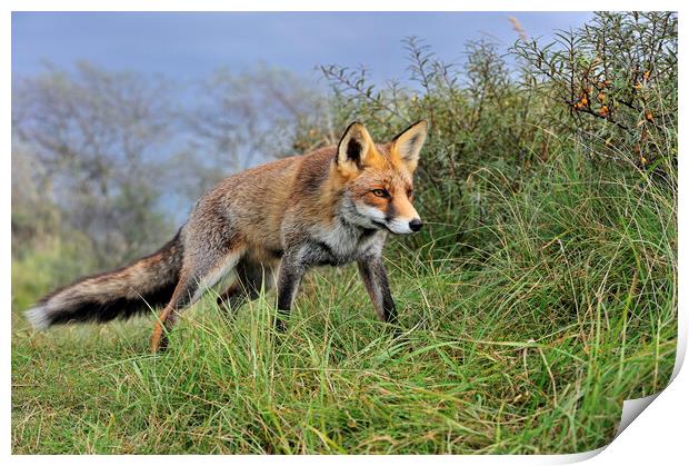 Red Fox in the Dunes Print by Arterra 