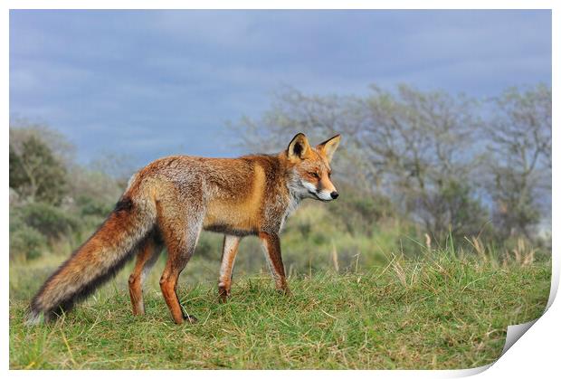 Red Fox in Grassland Print by Arterra 