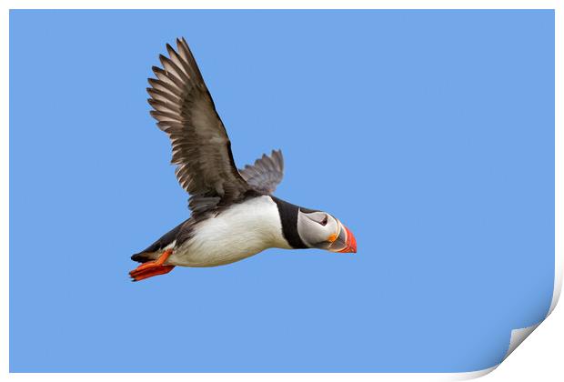 Atlantic Puffin in Flight Print by Arterra 