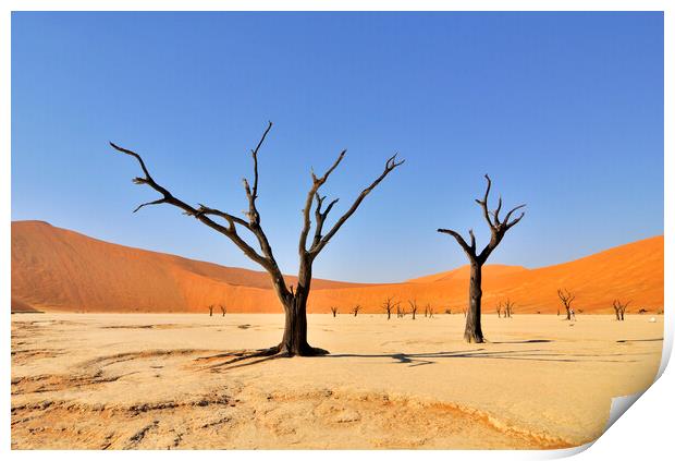 Dead Trees in Deadvlei, Namibia Print by Arterra 