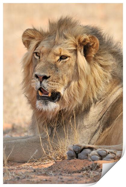 Kalahari Lion Print by Arterra 
