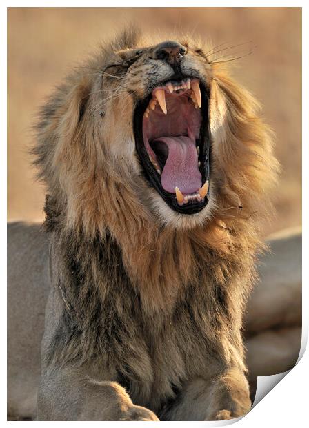 Lion Teeth Print by Arterra 