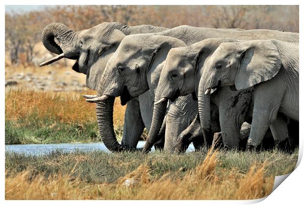 African Elephants at Waterhole Print by Arterra 