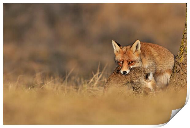 Red Fox with Rabbit Print by Arterra 