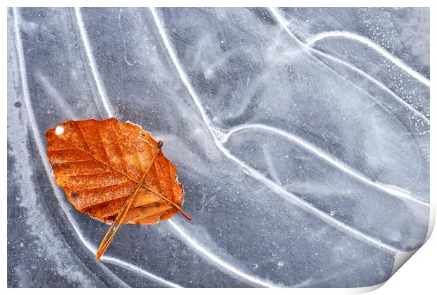 Autumn Leaf on Ice of Frozen Pond Print by Arterra 